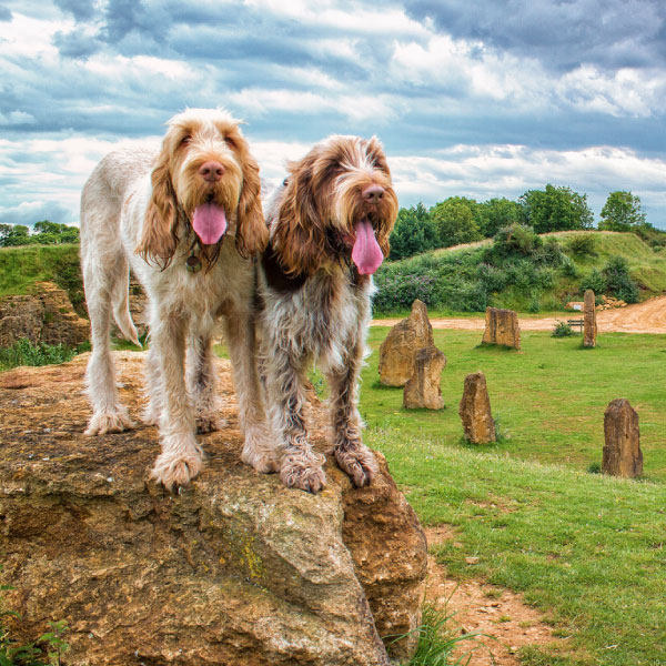 Experience a Canine Flow retreat