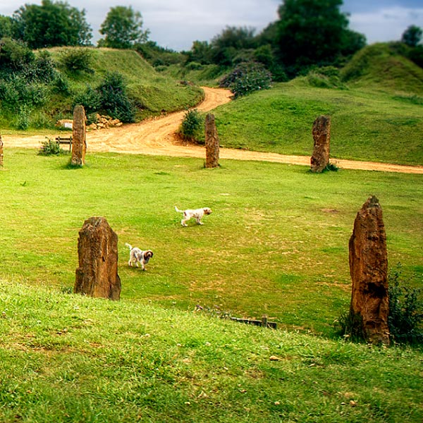 Experience a Canine Flow retreat