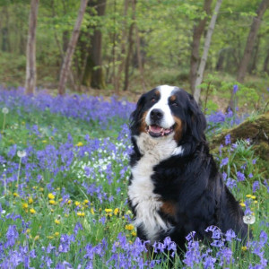 The-principles-of-canine-flow