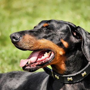 when-being-the-alpha-is-the-best-thing-to-do